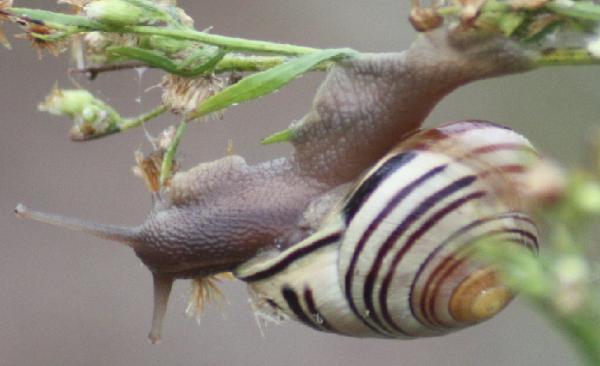 Photo of Cepaea nemoralis by <a href="http://www.flickr.com/photos/dianesdigitals/">Diane Williamson</a>